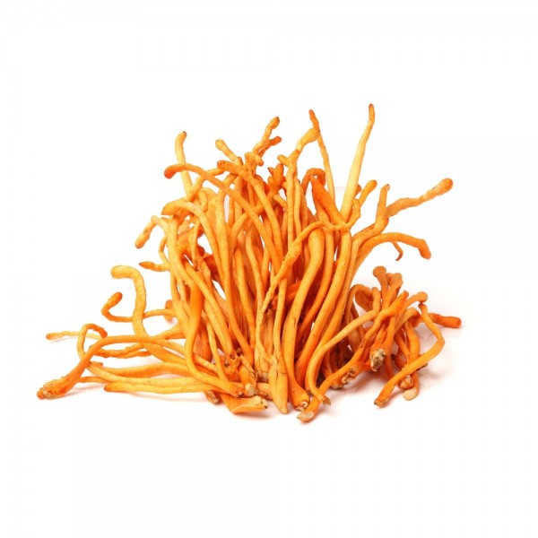 Cordyceps